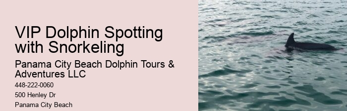 Charter Dolphin Snorkeling